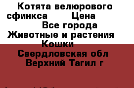 Котята велюрового сфинкса. .. › Цена ­ 15 000 - Все города Животные и растения » Кошки   . Свердловская обл.,Верхний Тагил г.